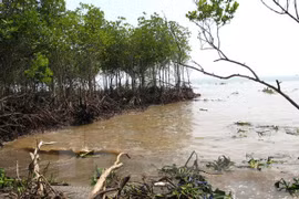 Inversión millonaria para enfrentar erosión del mar en Binh Thuan