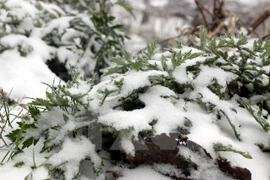 Nevadas e intenso frío cubren provincias norteñas vietnamitas