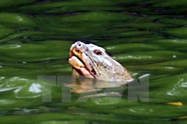 Cuerpo de famosa tortuga de Lago Hoan Kiem será conservado en museo