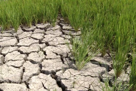 Sequía y salinización amenazan al cultivo de arroz en provincia deltaica
