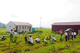 Plantan miles de árboles para un Vietnam más verde