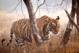 Indonesia prevé aumentar sanciones contra caza y tráfico de animales silvestres