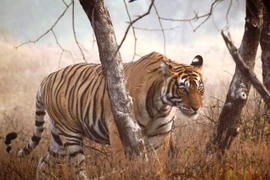 Indonesia prevé aumentar sanciones contra caza y tráfico de animales silvestres