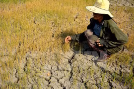 Provincia vietnamita pierde cerca de 380 millones de dólares por sequía