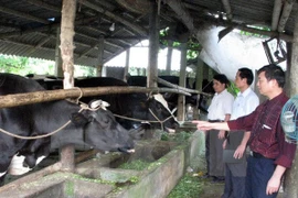 Elogian cooperación en educación agrícola entre Vietnam y Bélgica