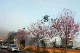 Hanoi planta más cerezos obsequiados por Japón
