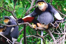 El duc de canillas rojas será símbolo de biodiversidad de Da Nang