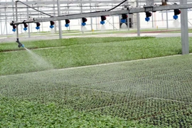 Asistencia israelí a provincia centrovietnamita en agricultura