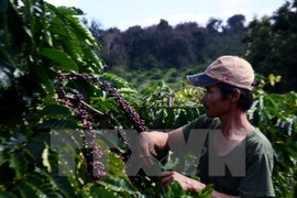 Región altiplana de Vietnam se esfuerza para reducir brecha de desarrollo