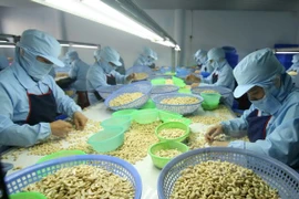 Gran esperanza sobre aumento de exportaciones de anacardo vietnamita a EE.UU.
