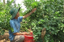 Vietnam exporta limones a Sudcorea