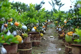 Hortelano vietnamita crea árbol con diez diferentes tipos de frutas