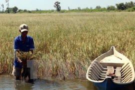 Intrusión salina afecta a miles de hectáreas de arroz en provincia vietnamita