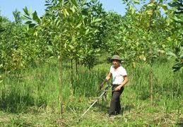 Tuyen Quang se empeña en desarrollo forestal en 2016
