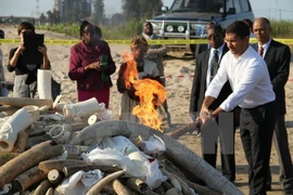 Malasia destruye a cerca de 10 toneladas de colmillos de elefantes
