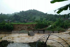 Tifón Dianmu dejó decenas de muertos y heridos en Vietnam