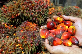 Suspende Indonesia apertura de nuevas granjas palmeras
