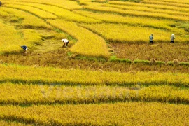 Vietnam y Japón impulsan cooperación en agricultura