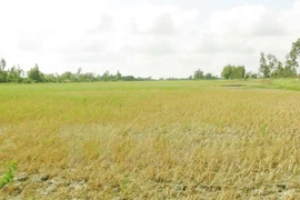 Discuten medidas de enfrentamiento al cambio climático en delta del Mekong