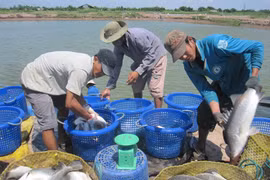 Ca Mau tratará de obtener 550 mil toneladas de producción acuícola