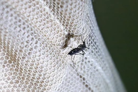Myanmar se mantiene en alta alerta por el virus Zika