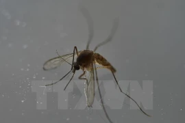 Tailandia, Singapur y Filipinas confirman nuevos casos de Zika
