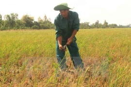 Vietnam, en lucha por mitigar afectaciones por salinización