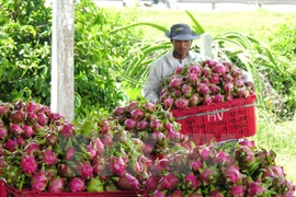 Australia valora importación de pitahaya de Vietnam