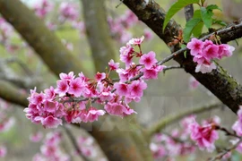 Florecerán cerezos japoneses en ciudad norvietnamita de Ha Long