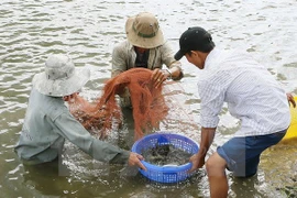 Vietnam estrecha inspección de suministros de camarones para reproducción