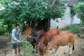 Dificultades en la modernización rural en Vietnam