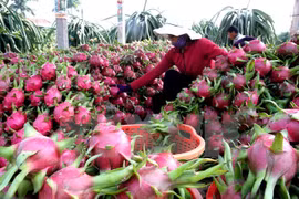 Vietnam y Australia fomentan cooperación comercial