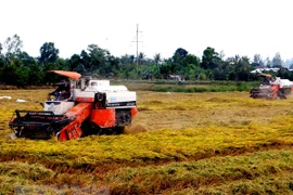 Tendencia creciente de exportaciones de arroz de alta calidad en Vietnam 