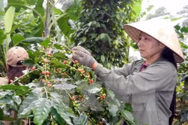 Sector agrícola de Vietnam planea nuevas metas para 2018