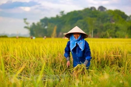 Celebran VII Congreso de la Asociación de Agricultores de Vietnam 