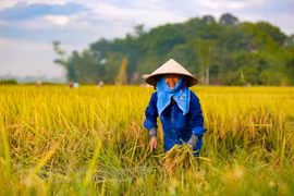 Celebran VII Congreso de la Asociación de Agricultores de Vietnam 