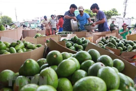 Productos agrícolas vietnamitas buscan ganar terreno en mercado tailandés