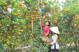 Lai Vung: "Reino de las mandarinas"