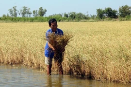Aumento del nivel del mar amenaza a provincia Kien Giang, principal productora de arroz de Vietnam
