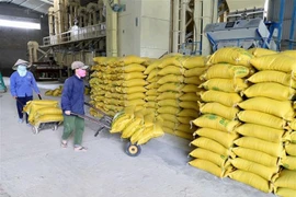 Vietnam prevé exportar más de seis millones de toneladas de arroz en 2018