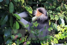 Provincia vietnamita realiza proyecto para proteger primates raros