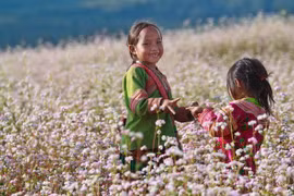 Festival de Flores de Alforfón honrará valores culturales de provincia vietnamita de Ha Giang