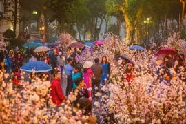 Festival de flores de cerezos tendrá lugar en Hanoi en marzo próximo