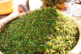 De enero a agosto exportaciones de pimienta vietnamita generan más de 576 millones de dólares