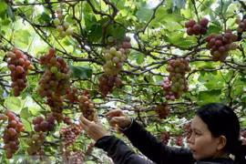 Vietnam por impulsar el agroturismo