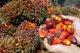 Unión Europea suspende prohibición de importación de aceite de palma crudo de Indonesia