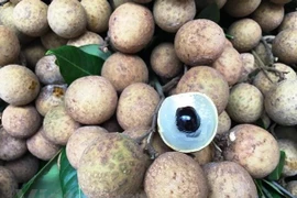 Vietnam promueve venta de longan a pocas semanas de comenzar recolección de la fruta