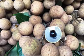 Vietnam promueve venta de longan a pocas semanas de comenzar recolección de la fruta