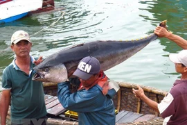 Exportaciones de atún de Vietnam se dirigen hacia la meta de 500 millones de dólares este año