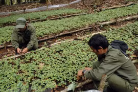  Ampliarán en Vietnam plantación del ginseng Ngoc Linh